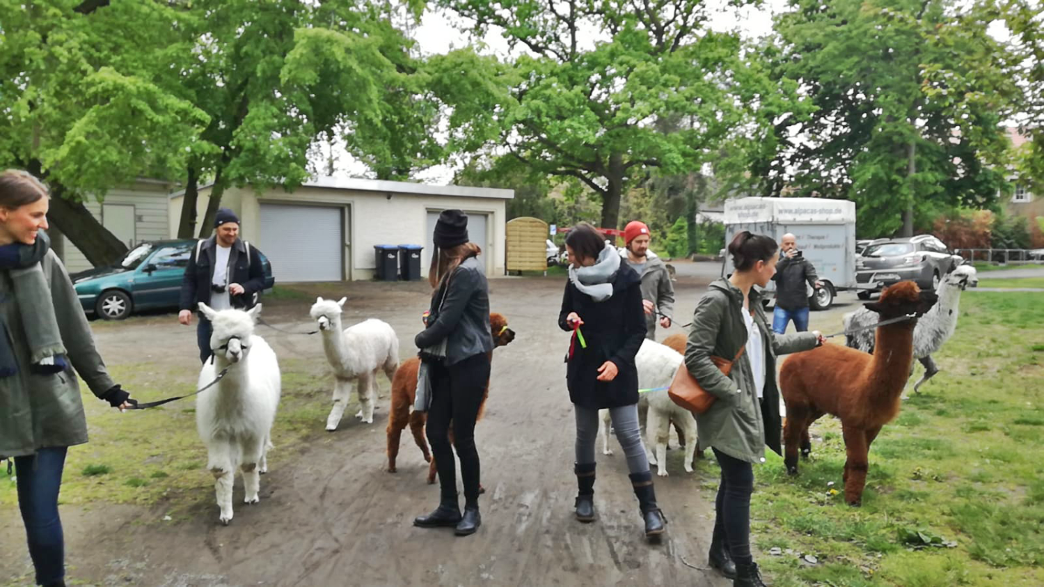 Alpaka Wanderung f r Firmen bei Alpacas Shop.de